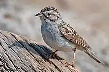 *Brewer's sparrow