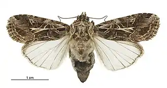 Female