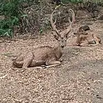 Spotted Deer(Chital)