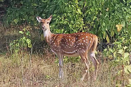 female