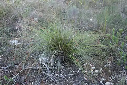 S. quartziticus growth form