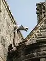 Chasing dog downspout