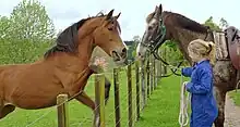 Separated by a fence, a young girl holds a very calm spotted mare, while on the other side of the fence a bay stallion gets excited.