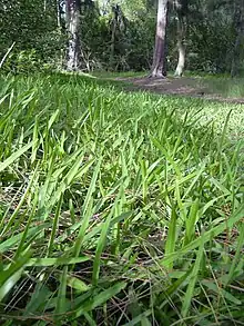 Stenotaphrum secundatum (St. Augustine Grass)