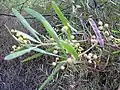 flowers and seed pod