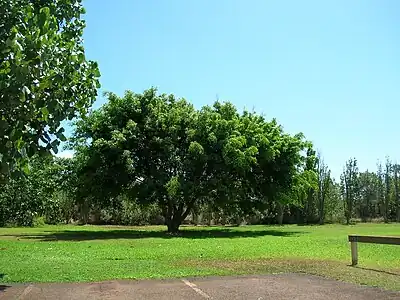 Tree in Hawaii