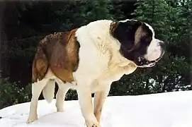 Longhaired St. Bernard