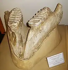 Lower jaw with worn teeth of Stegotetrabelodon, a primitive elephantid