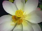 Lotus (Nelumbo)