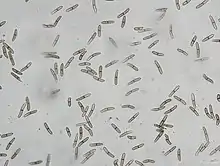 Conidia  of Stenocarpella maydis