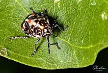 Nymph - Stenozygum speciosum