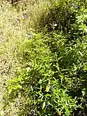 Sticky monkey flowers in the park.  The yellowish flowers are pollinated by hummingbirds and bees.