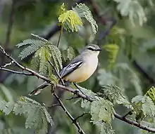 Greater wagtail-tyrant