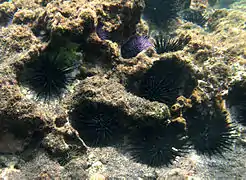 Stomopneustes variolaris burrowing in Réunion island