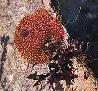 Actinia fragacea