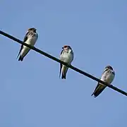 Perched on an electric wire, Srirangapatna, Karnataka