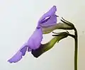 Side-on view of a Streptocarpus flower