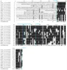 Annotated Multiple Sequence Alignments of Human C11ORF97 Protein and Strict Orthologs. The orthologs in this alignment are from mammals, birds, and reptiles. This alignment was made using ClustalW, and shading was done using BoxShade.3, 4 The 3 letter codes are as follows: Cca, Caretta caretta; Tca, Terrapene Carolina triunguis; Pra, Podarcis raffonei; Cti, Crotalus tigris; Gga, Gallus gallus; Aap, Apus apus; Aro, Apteryx rowi; Tgu, Tinamus guttatus; Has, Homo sapiens; Ame, Ailuropoda melanoleuca; Mmu, Mus musculus; Mna, Miniopterus natalensis.