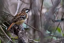 Stripe-backed antbird