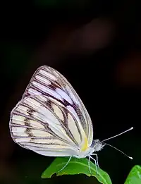 Striped albatross in Bangalore, India