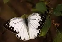 Striped albatross (ধুলকাপাস), Kolkata, India