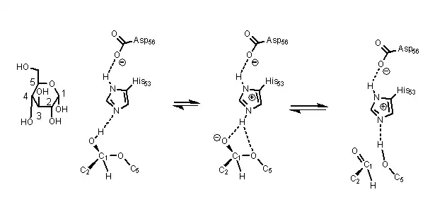 ring opening mechanism of glucose