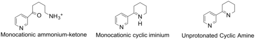 Structures of Anabaseine at Physiological pH