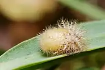 Pupa