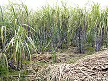 Image 31South Florida's climate is ideal for growing sugarcane. (from Geography of Florida)