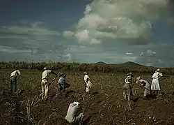 Sugar farmers in Bethlehem, Dec. 1941