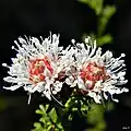 Dalea pinnata