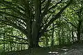 Ancient tree in Wytham Great Wood