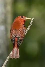 P. r. rubraCopán Ruinas, Honduras