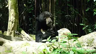 Sun bear