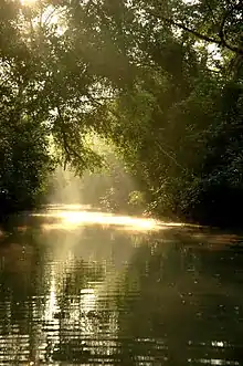 Boat on a river in a densely forested plain.