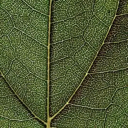 Sunflower leaf structure