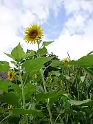 Sunflowers in the countryside