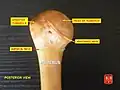 Humerus - superior epiphysis. Posterior view.