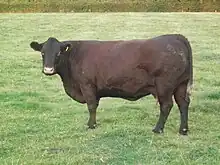 Sussex cow