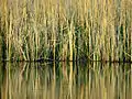 Reedbed of Phragmites australis and Carex acutiformis