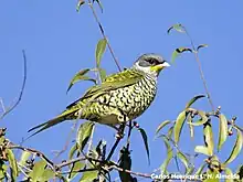 Swallow-tailed cotinga