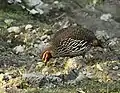 At Kaziranga National Park, Assam, India