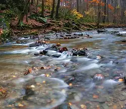 Swift Run in the Theodore A. Parker III Natural Area