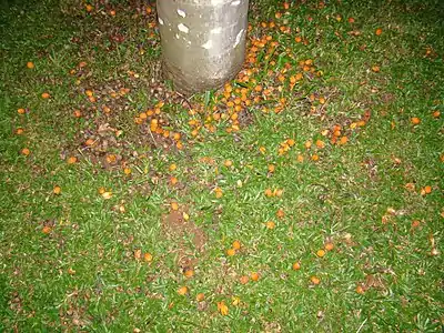 Fruiting palm in a city park in São Paulo, Brazil.