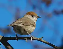 A grey bird with a brown cap