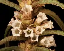 Cluster of small white blossoms