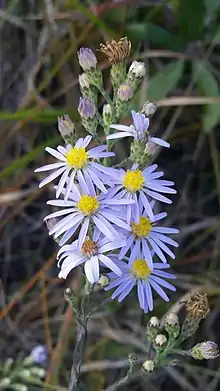 Symphyotrichum adnatum