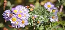 Symphyotrichum defoliatum