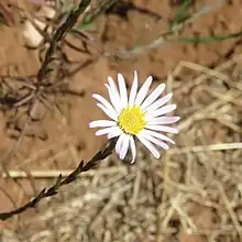 S. moranense: Photo of a flower head of Symphyotrichum moranense taken 18 December 2020 at Acuitzio, Michoacán, México.