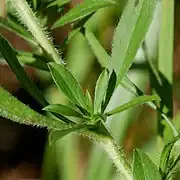 part of a green lightly fuzzy stem with several attached green lightly fuzzy leaves (then caption)